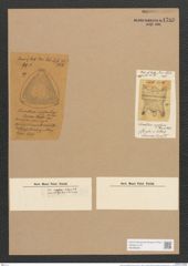Stauroneis desiderata Cleve (de-Toni-Nr.: Genus 6, Species 928) Zeichnungen Sammlung Grunow Nr. 1786 (NHMW-BOT-W0368689)